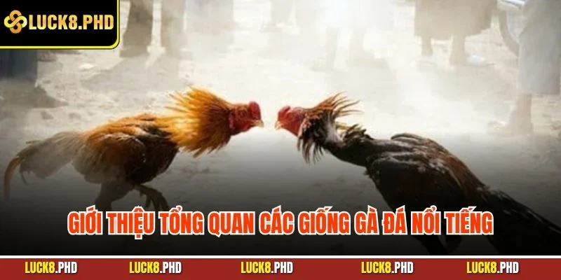 Giới thiệu tổng quan các giống gà đá nổi tiếng