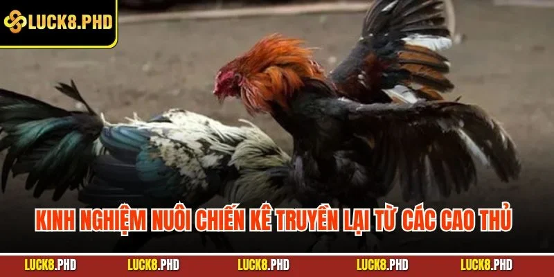 Kinh nghiệm nuôi chiến kê truyền lại từ các cao thủ